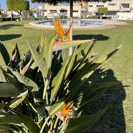 Apartment Flamingo Gran Alacant *