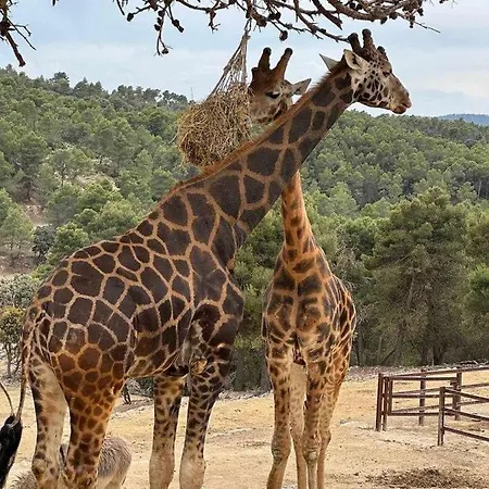 Flamingo Gran Alacant *