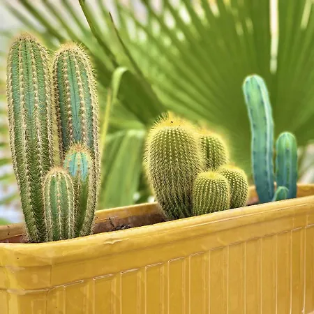 شقة Flamingo Gran Alacant