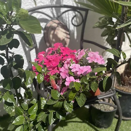 Flamingo Gran Alacant شقة